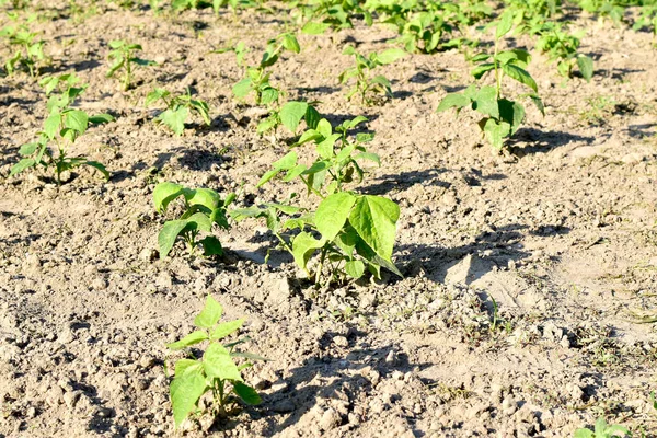 One Section Garden Common Beans Evenly Rose High Quality Photo — Stock Photo, Image