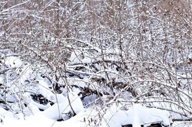 Kışın karla kaplı çalılar. Yüksek kalite fotoğraf