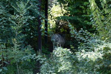 Gri kurt sık çalılıklarda saklanıyor..