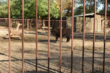 Fotoğrafta demir ızgaranın arkasında bir bizon yavrusu görülüyor..