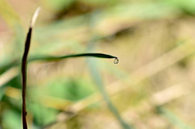 Yeşil çimenlerin üzerinde bir damla su asılı.