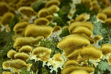 Bir huş ağacının gövdesinde büyüyen odunsu mantarların resmi..