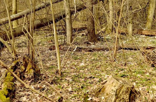 Suché Listy Spadlé Kmeny Stromů Nedostatek Trávy Lese Jaře — Stock fotografie