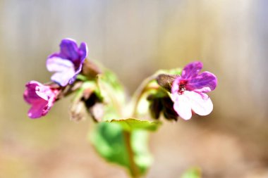 Orman çiçekleri İlkbaharın başlarında açan çanlar.