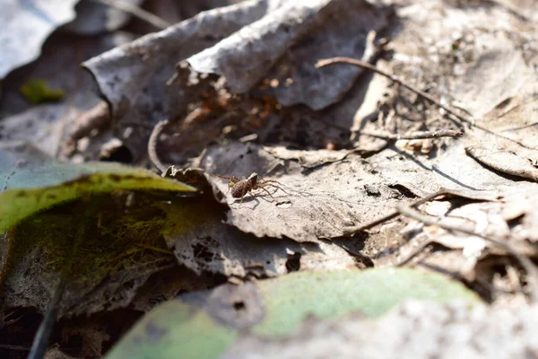 Un ragno grigio siede su foglie secche a terra. — Foto Stock