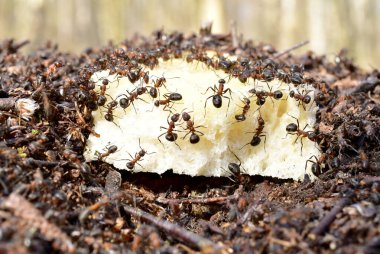 Bir sürü karınca buğday ekmeği yer..