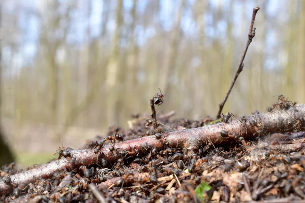 Close-up de formigas rastejando ao longo de um longo pau. — Fotografia de Stock