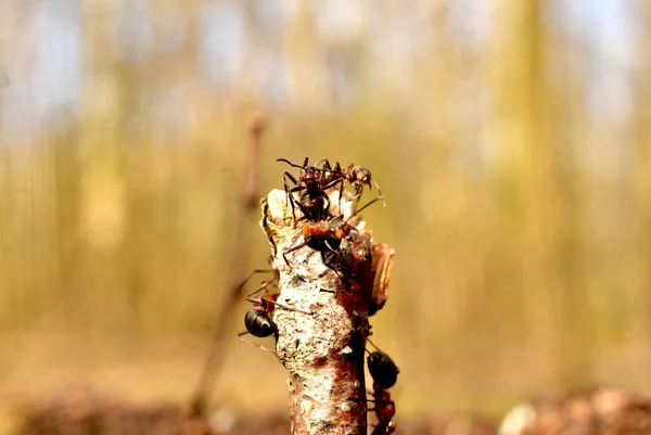 枝の上に座るアリの接近. — ストック写真