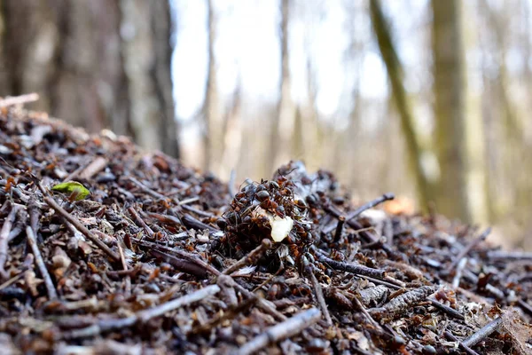 Close-up de um grupo de formigas enxameando em um pau. — Fotografia de Stock