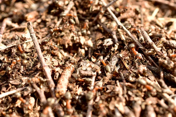 Муравьи бегают по муравейнику. — стоковое фото