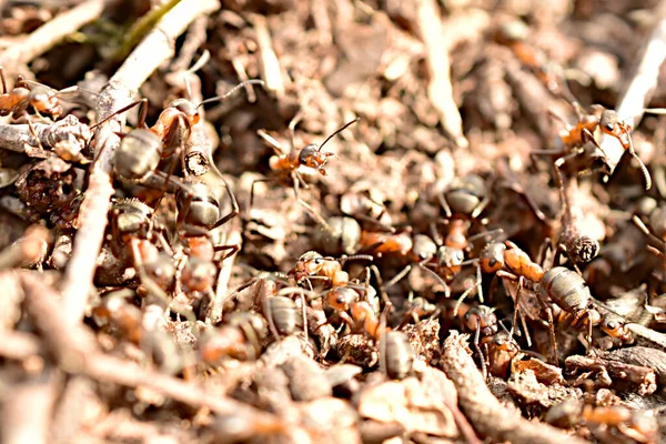 Крупный план муравья, застывшего на муравейнике. — стоковое фото