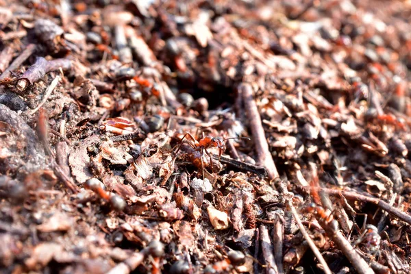 Крупный план муравья на муравейнике. — стоковое фото