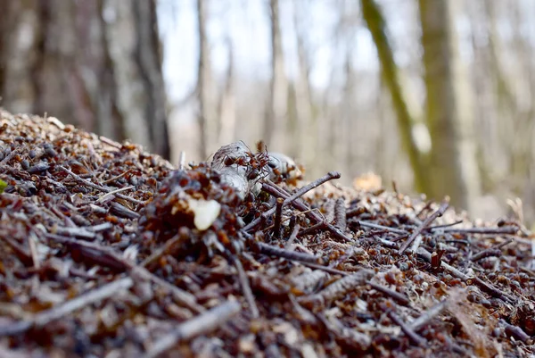 Close-up de formigas rastejando em um pau. — Fotografia de Stock