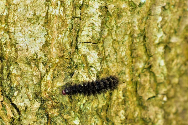 Une araignée grise est assise sur des feuilles sèches sur le sol. — Photo