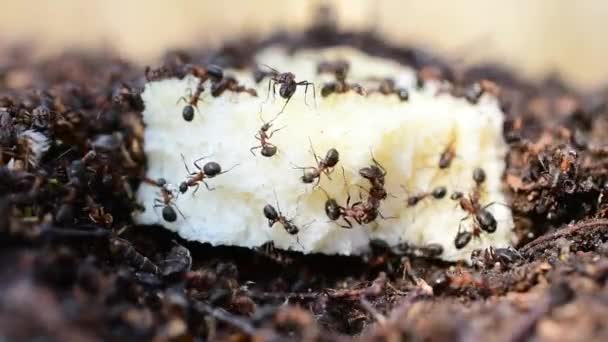 개미들은 두루마리 기어다닌다 — 비디오