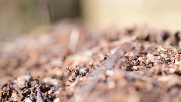 Les Fourmis Rampent Long Fourmilière — Video