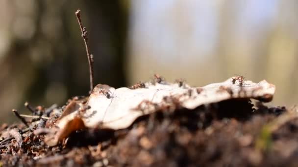 Ants Crawling Dry Leaf — Stock Video