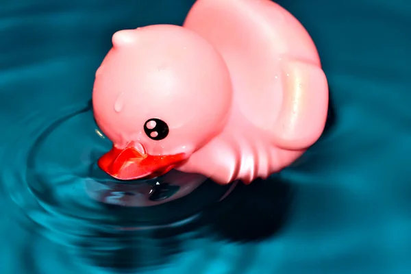 Side view of a pink baby duck floating in the water. — Stock Photo, Image