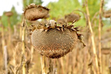 Sahada bir grup kuru ayçiçeği sepetleri.
