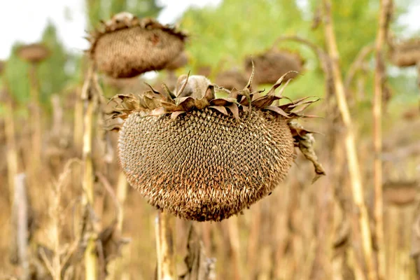 Grupo de cestas secas de girasol en el campo. —  Fotos de Stock