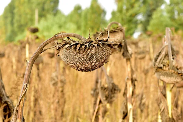 Lonely dry sunflower on the field. — Stock Photo, Image