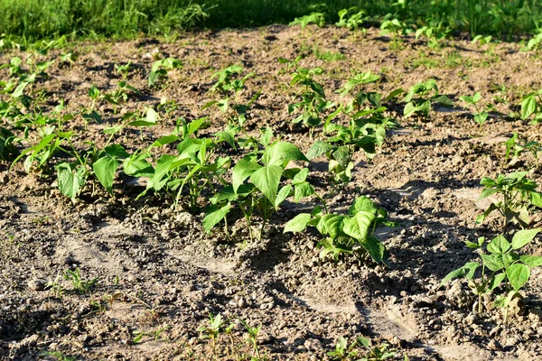 Rows of bean shoots in the vegetable garden. — Stock Photo, Image