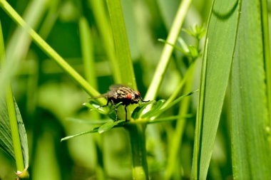 Gri bir sinek yeşil bir yaprağın üzerinde oturur..