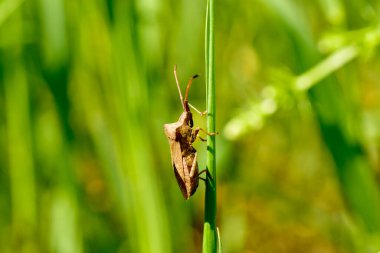 Kokmuş böcek, yan görüş. Böcek yeşil çimlerin üzerinde oturur..