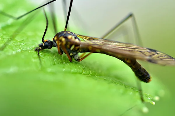 A closeup of an anopheles mosquito that gathers something with its trunk on a green leaf.