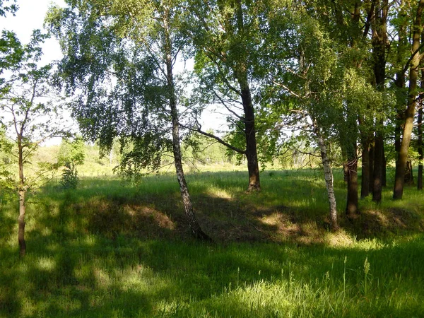 Lawn between trees of deciduous forest. — Stock Photo, Image