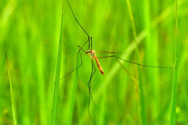 Anopheles sivrisineği otların üzerinde bulunur..