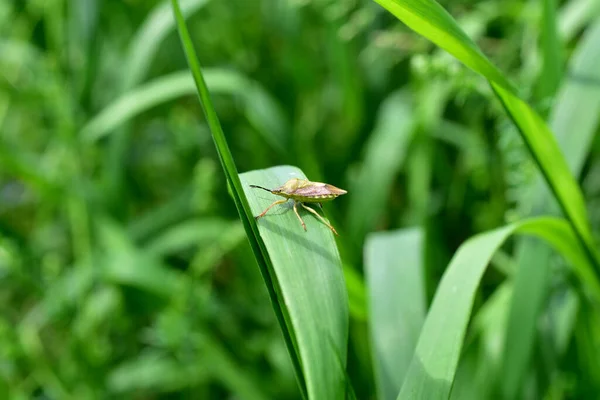 Zelený smradlavý brouk sedí na listě trávy. — Stock fotografie