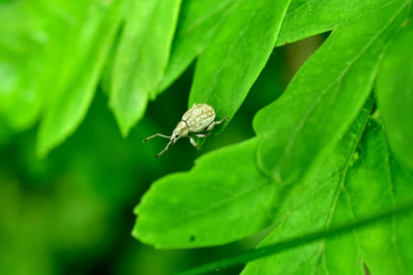 Un escarabajo gorgojo gris se escondió en la hierba. — Foto de Stock