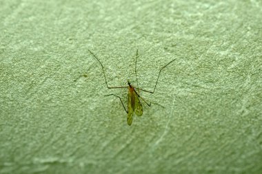 Bir sivrisinek gri bir çitin üzerinde dinleniyor..