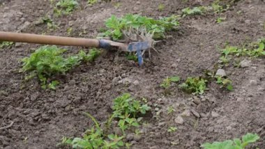 Videoda, bir çiftçi soğan yetiştirme sıraları arasındaki yabani otları bir el işleyicisi, bir çekirge ile temizler..