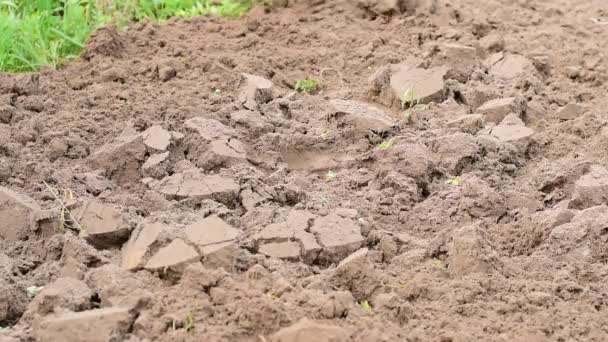 Agricultor Cultiva Terra Seu Jardim Mão Com Ancinho — Vídeo de Stock