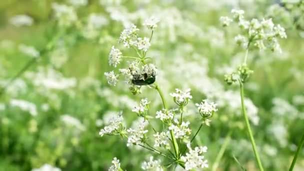 Kever Golden Bronze Verzamelt Nectar Van Witte Bloemen Van Groen — Stockvideo