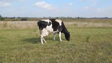 Otlakta hareket eden siyah-beyaz bir inek yeşil otları yer..