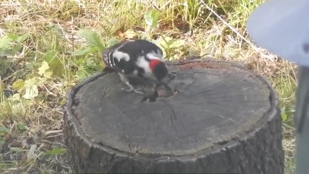 Ağaçkakan Yaşlı Bir Kenevirin Larvasını Bayıltır Yer Yenisini Aramaya Devam — Stok video