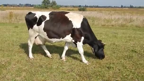 Una Vaca Pastando Campo Sacude Cabeza Con Esperanza Evitar Los — Vídeo de stock