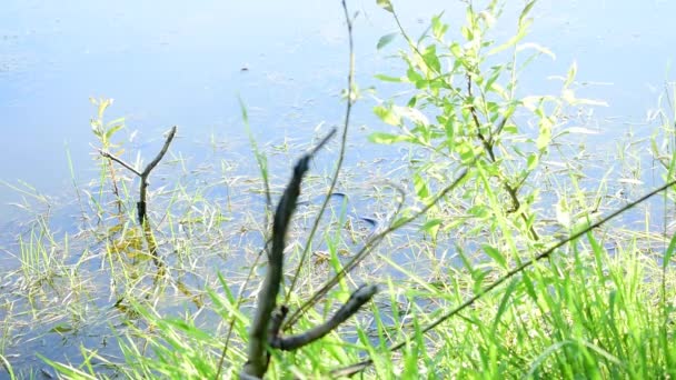 Eine Schlange Versteckt Sich Dickicht Und Algen Des Sees Fangen — Stockvideo