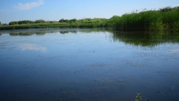 Slang Kronkelt Vijver Het Oppervlak Van Het Reservoir — Stockvideo