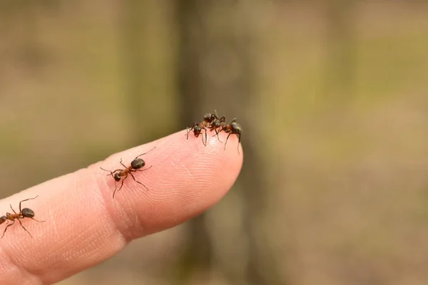 蚂蚁靠人类的手指奔跑. — 图库照片