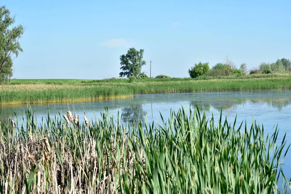 Imagem Mostra Lago Com Vegetação Densa Longo Das Margens — Fotografia de Stock