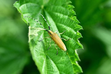 Böcek kabuğu sarı renkli..