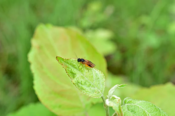Una mosca es amarilla sobre una amplia hoja verde. — Foto de Stock