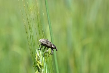 Buğday böceği kulağında.