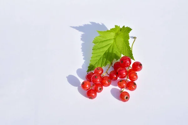 Ripe red currants on green leaves lie on the table. — Stock Photo, Image