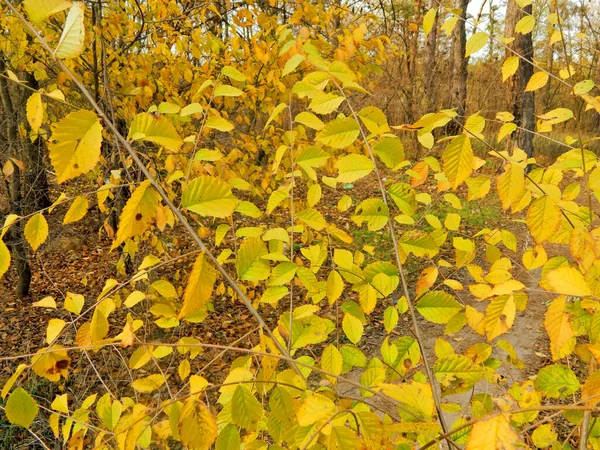 Young birch branches with yellow leaves close-up. — Stock Photo, Image