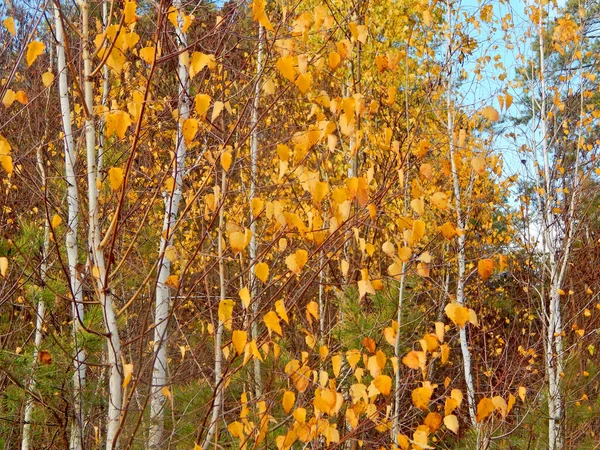 I parken står träden med gula blad. — Stockfoto